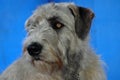 Irish Wolfhound Royalty Free Stock Photo