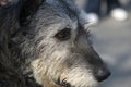 Irish wolfhound Royalty Free Stock Photo