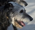 Irish wolfhound Royalty Free Stock Photo