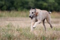 Irish wolfhound Royalty Free Stock Photo