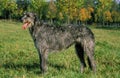 Irish Wolfhound, Adult standing on Grass