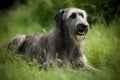 Irish Wolfhound - This ancient breed originated in Ireland (Generative AI)