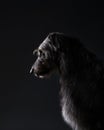 Irish wolfhound on a black background. Dog portrait in studio Royalty Free Stock Photo