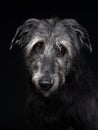 Irish wolfhound on a black background. Dog portrait in studio Royalty Free Stock Photo