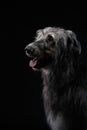 Irish wolfhound on a black background. Dog portrait in studio Royalty Free Stock Photo