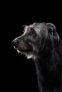 Irish wolfhound on a black background. Dog in backlit studio Royalty Free Stock Photo