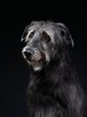 Irish wolfhound on a black background. Dog in backlit studio Royalty Free Stock Photo