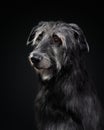 Irish wolfhound on a black background. Dog in backlit studio Royalty Free Stock Photo