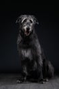 Irish wolfhound on a black background. Dog in backlit studio Royalty Free Stock Photo