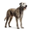 Irish Wolfhound breed dog isolated on a clean white background Royalty Free Stock Photo