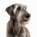 Irish Wolfhound breed dog isolated on a clean white background Royalty Free Stock Photo