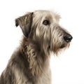 Irish Wolfhound breed dog isolated on a clean white background Royalty Free Stock Photo