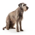 Irish Wolfhound breed dog isolated on a clean white background Royalty Free Stock Photo