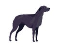 Irish Wolfhound breed. Guard or hunting dog. Tall doggy standing on white background. Realistic purebred wolf hound Royalty Free Stock Photo