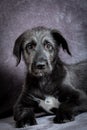 Irish Wolfhound, cute female puppy of largest breeds of dog