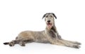 Irish Wolfhound dog