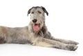 Irish Wolfhound dog Royalty Free Stock Photo