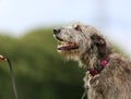 Irish Wolfhound dog Royalty Free Stock Photo