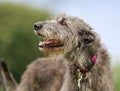 Irish Wolfhound dog Royalty Free Stock Photo