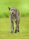 Irish Wolfhound dog Royalty Free Stock Photo