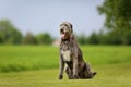 Irish Wolfhound dog Royalty Free Stock Photo