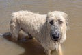 Irish Wolfhound dog playing in standing flood waters in Houston, TX