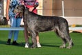 Irish wolfhound at a dog show Royalty Free Stock Photo