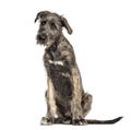 Irish Wolfhound dog, sitting, , isolated Royalty Free Stock Photo