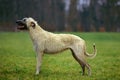 Irish Wolfhound, Dog standing on Grass