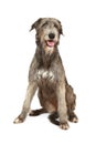 Irish wolfhound dog Royalty Free Stock Photo