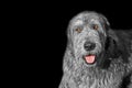 Irish wolfhound dog wagging tongue pose isolated on black