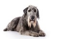 Irish Wolfhound Dog On White Background. Generative AI Royalty Free Stock Photo