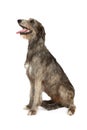 Irish wolfhound dog on a white background Royalty Free Stock Photo