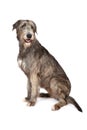 Irish wolfhound dog on white Royalty Free Stock Photo