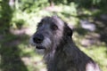 Irish Wolfhound looking up with startled and slightly frightened expression