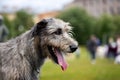 Irish wolfhound outdoor on dog show at summer Royalty Free Stock Photo