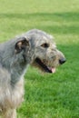 Irish wolfhound portrait