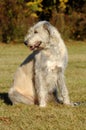 Irish wolfhound portrait