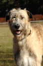 Irish wolfhound portrait