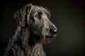 Irish wolfhound portrait Royalty Free Stock Photo