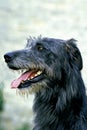 Irish Wolfhound, Portrait of Adult with Tongue out Royalty Free Stock Photo