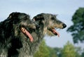 Irish Wolfhound, Portrait of Adult with Tongue out Royalty Free Stock Photo