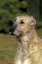 Irish Wolfhound, Portrait of Adult with Tongue out Royalty Free Stock Photo