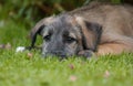 Irish Wolfhound Puppy