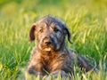 Irish Wolfhound Puppy. Portrait Royalty Free Stock Photo