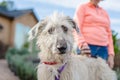 Irish wolfhound puppy standing outdoors, looking at the camera Royalty Free Stock Photo