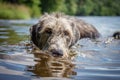 Irish Wolfhound