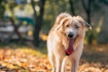 Irish Wolfhound standing on the grass