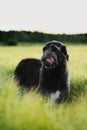 Irish Wolfhound standing in wheat field at sunset