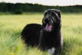 Irish Wolfhound standing in wheat field at sunset